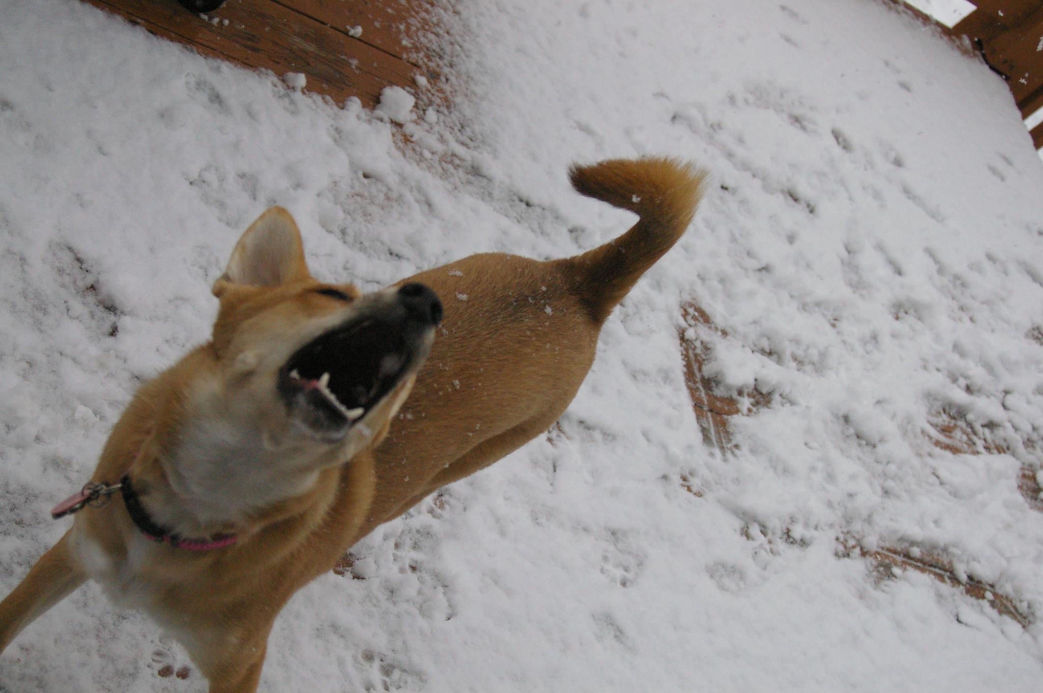 husky catching snowflake with mouth